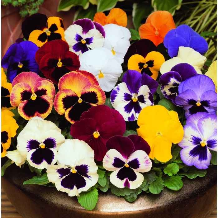 Significado das flores