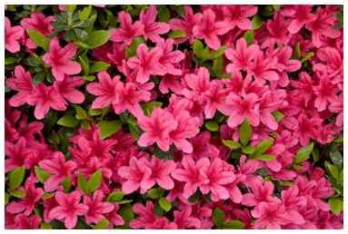 Significado das flores