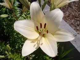 Significado das flores