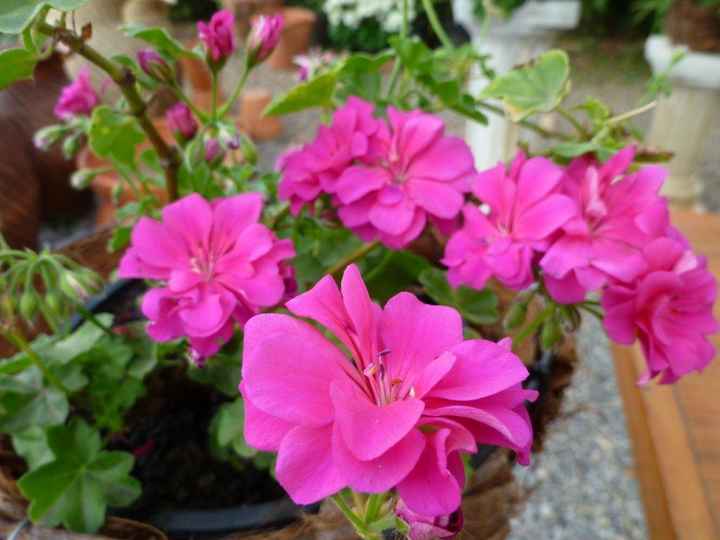 Significado das flores