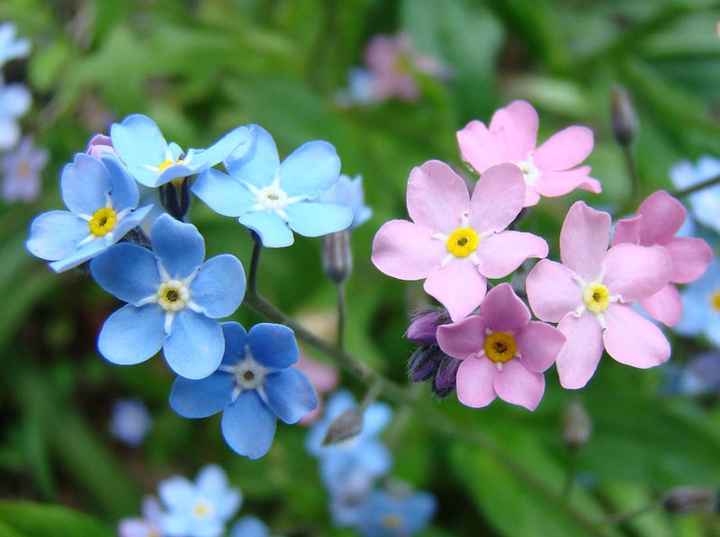 Significado das flores