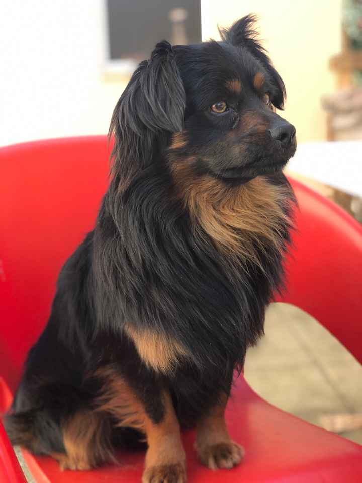 Têm uma mascota? 🐕 - 3