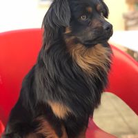 Têm uma mascota? 🐕 - 3