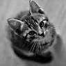 Catarina