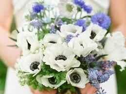 Flores - 7