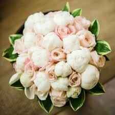Flores - 18