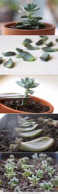 Suculentas