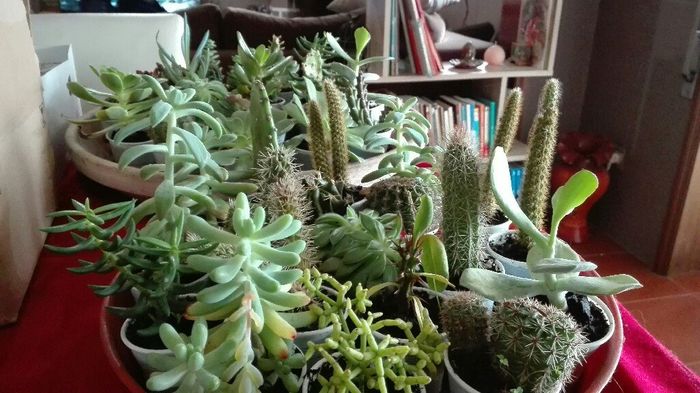 Plantação suculentas - 3
