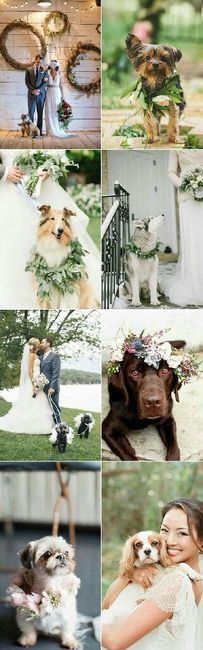 Cães catitas no dia c - inspirações - 12
