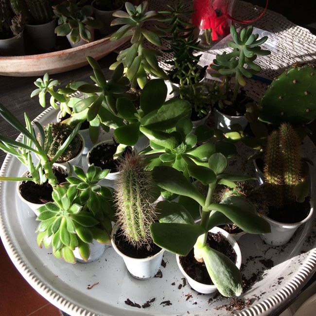 7meses depois - a minha plantação de suculentas - 3