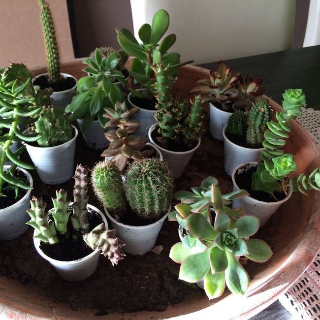 7meses depois - a minha plantação de suculentas - 4