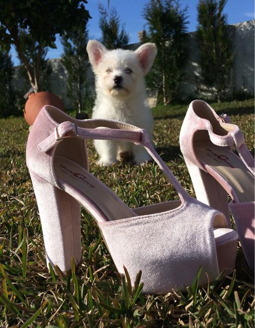Mostra os teus sapatos! - 1
