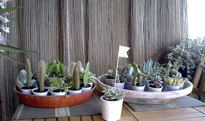 Plantação de suculentas