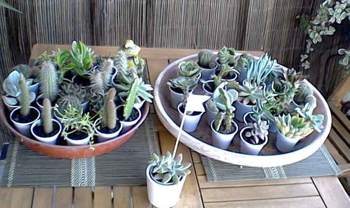 Plantação de suculentas