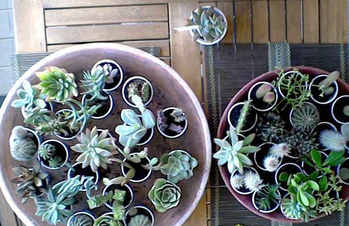 Plantação de suculentas