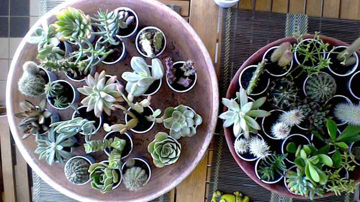 Plantação de suculentas