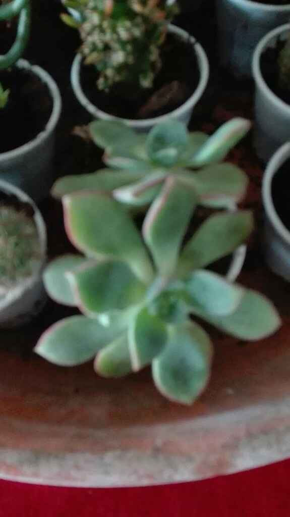Plantação suculentas - 1