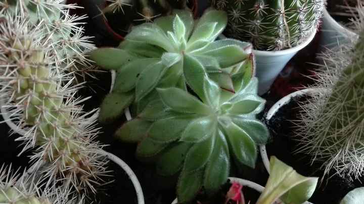 Plantação suculentas - 2