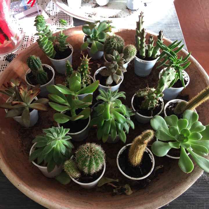 7meses depois - a minha plantação de suculentas - 1