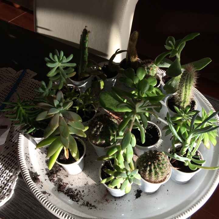 7meses depois - a minha plantação de suculentas - 2