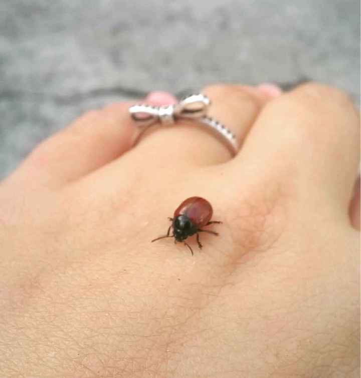 Quero ver esse anel de noivado :) - 2
