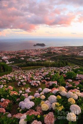 hortensias vila franca