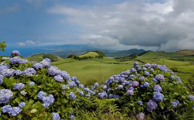 hortensias 