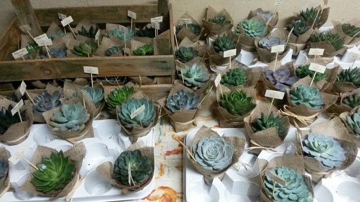 As minhas suculentas - 3