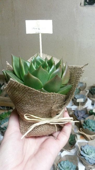 As minhas suculentas - 4