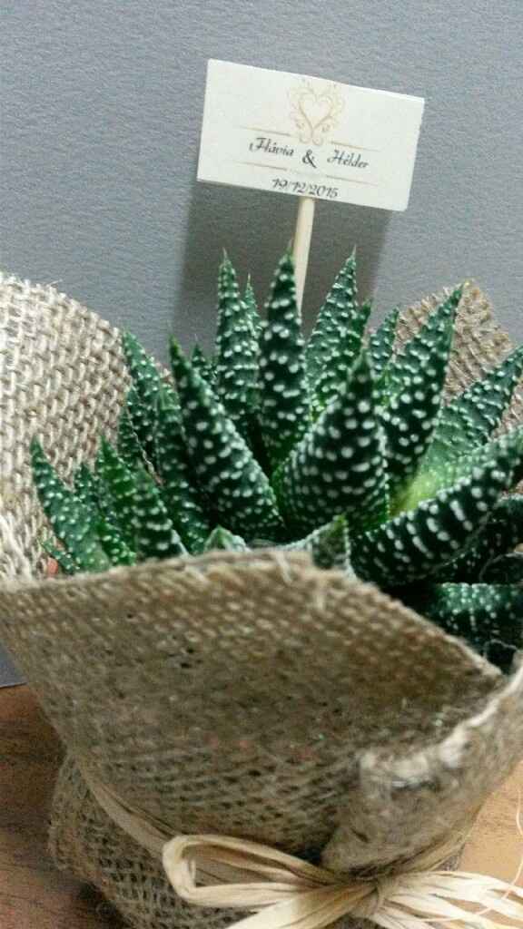 As minhas suculentas - 5