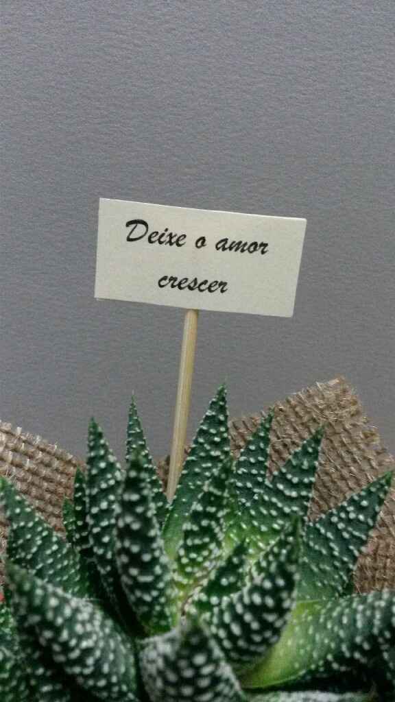 As minhas suculentas - 6