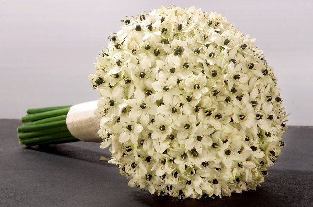 Nome das flores... estou a desesperar! - 1