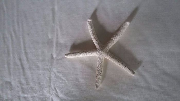 Estrela