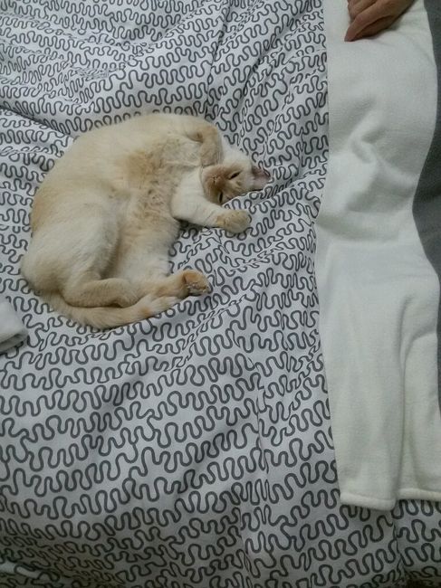 Bom fim-de-semana com pet - 1