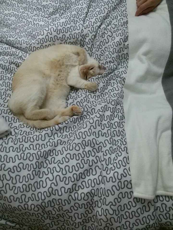 Bom fim-de-semana com pet - 1