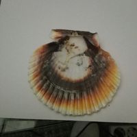 Convites de casamento tema mar - 1