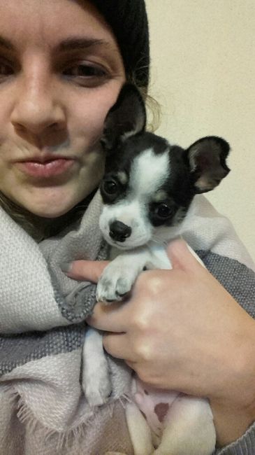 Feliz Dia do Animal 🐶 o teu vai ao casamento? 😊 - 1