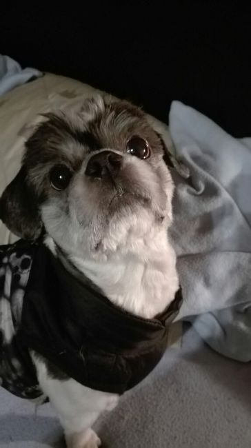 Animais no dia c - 1