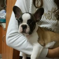 Qual o vosso animal de estimação? - 1