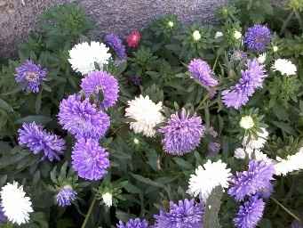 Flores...
