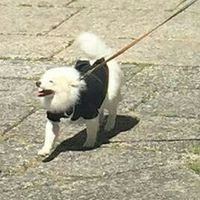 Amigos de 4 patas, quem vai levar para o grande dia? - 1