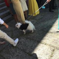 Amigos de 4 patas, quem vai levar para o grande dia? - 2