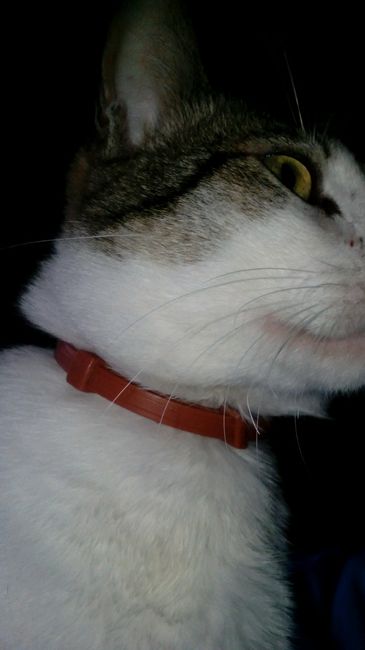 Gatos e casamento * - 1