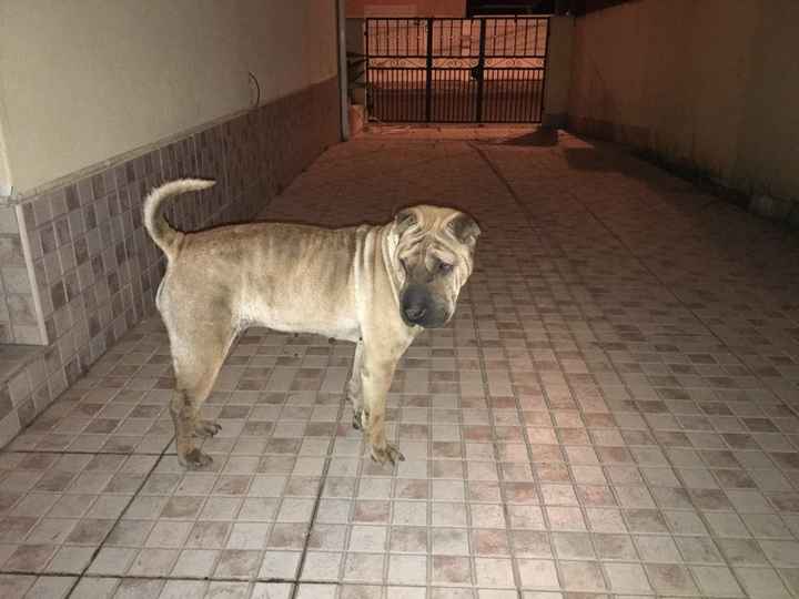 Família 4 patas - 1