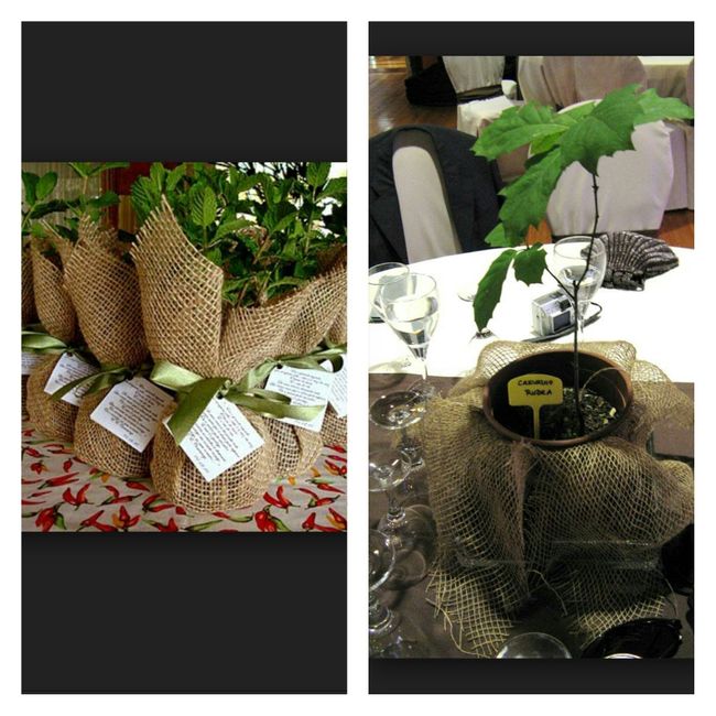 Tema casamento: Árvores/frutos - 9
