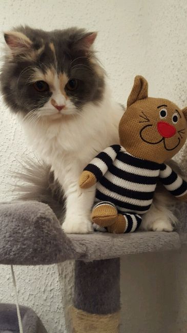 Bom fim-de-semana com pet - 1