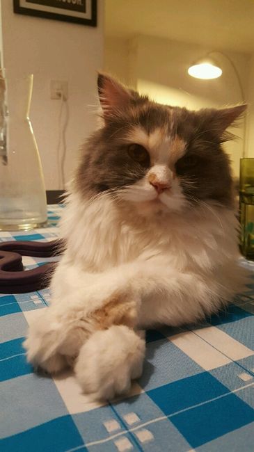 Bom fim-de-semana com pet - 5