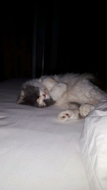 Bom fim-de-semana com pet - 9