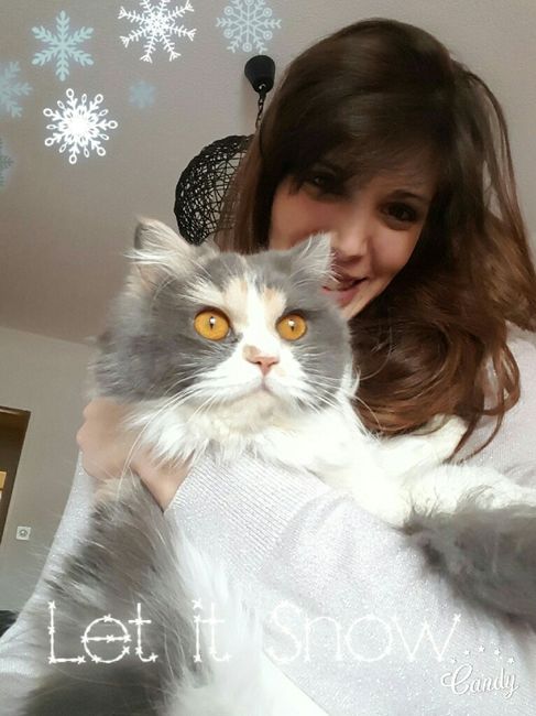 Quem quer ter um animal de estimação depois do casamento? - 2