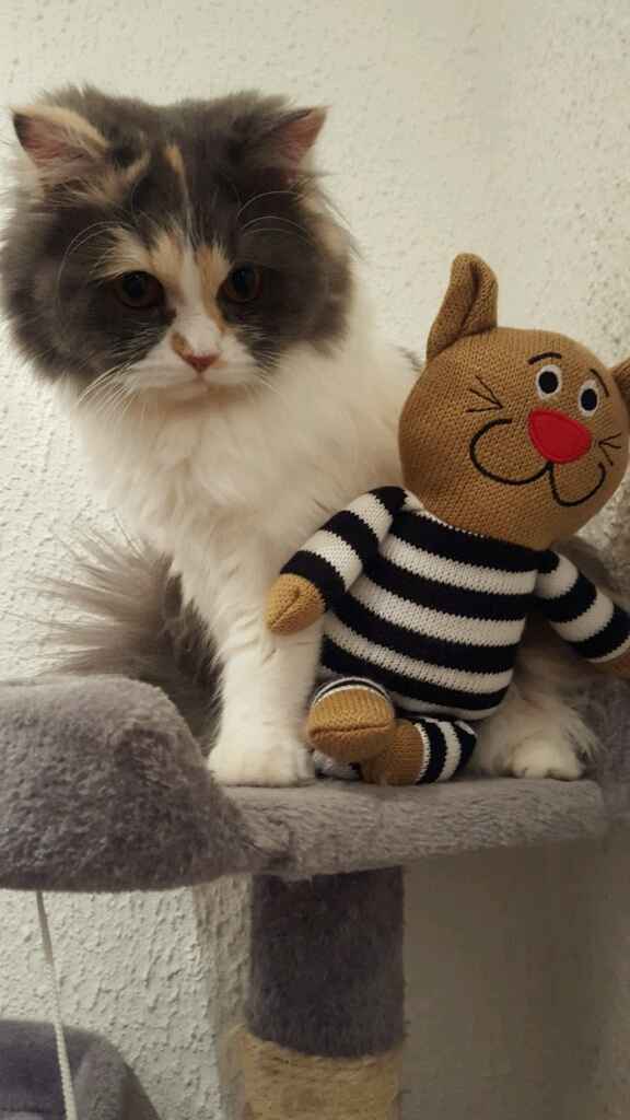 Bom fim-de-semana com pet - 1